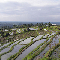 Photo de Bali - Jatiluwih